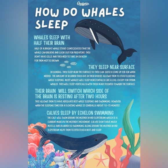 $2 Whale keychain blue or white $2 WITH ANY $10 ORDER OR MORE - Picture 9 of 16